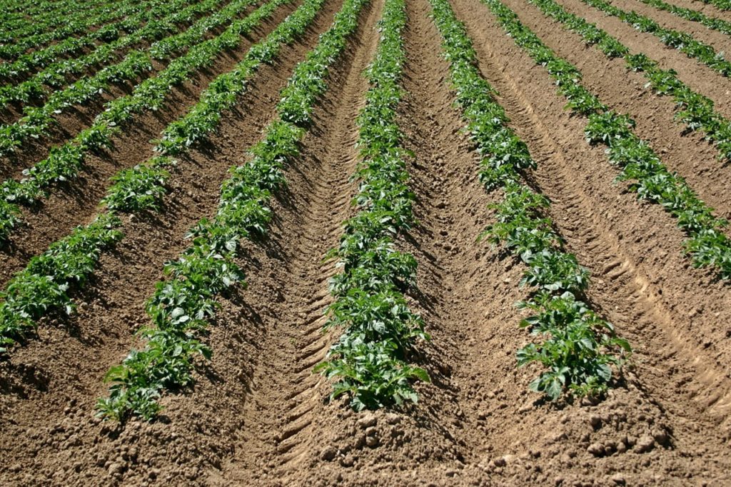 Kartupeļi ar sēklām laukā