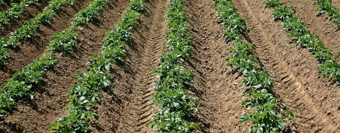 Patate rincalzate nel campo