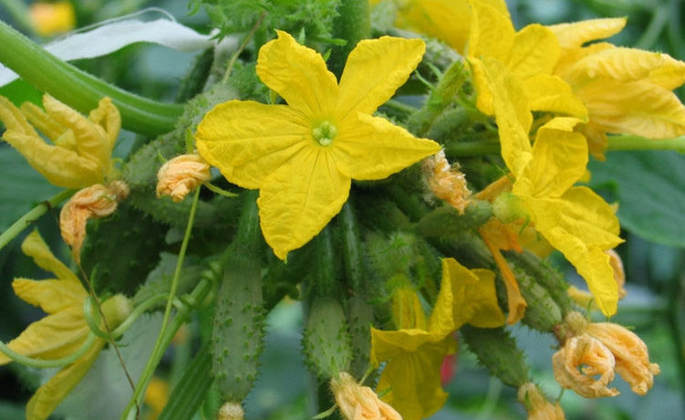 Ovaie di cetriolo aperte