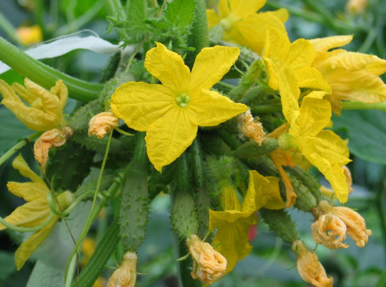 مبايض الخيار المفتوحة مبايض الخيار المفتوحة