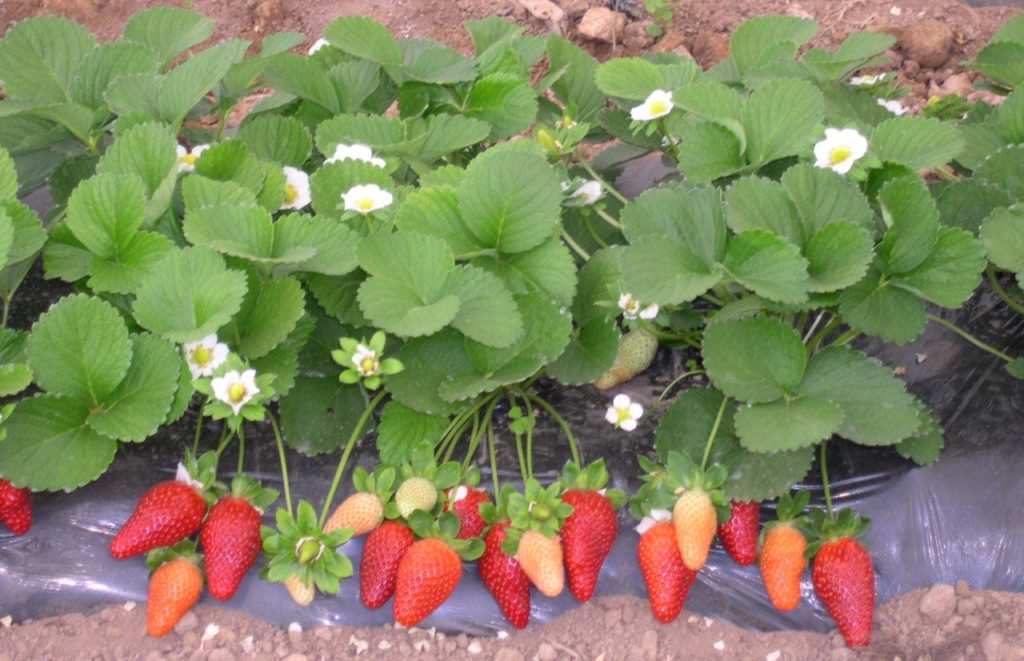 Dažādas remontantās ogas