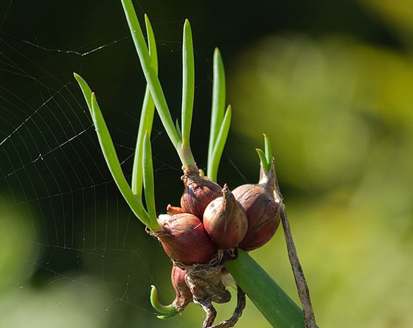 Daudzpakāpju sīpolu sīpoli Daudzpakāpju sīpolu sīpoli