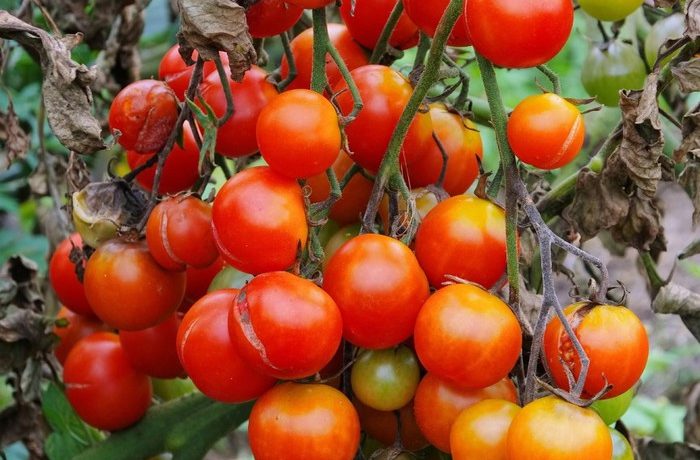 זן עגבניות "עץ תות"