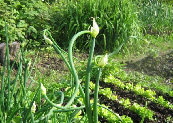 Sīpoli aug dārzā Sīpoli aug dārzā