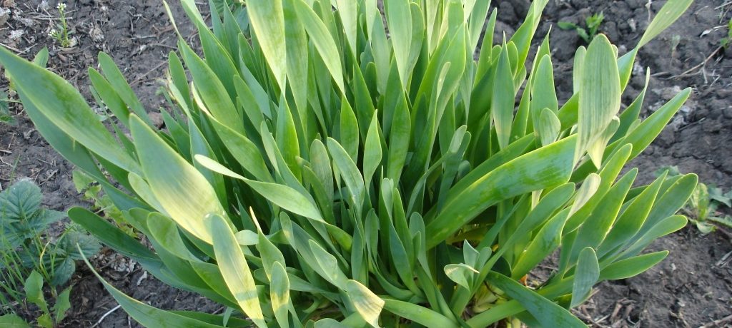 Nyálkás hagyma a kertben