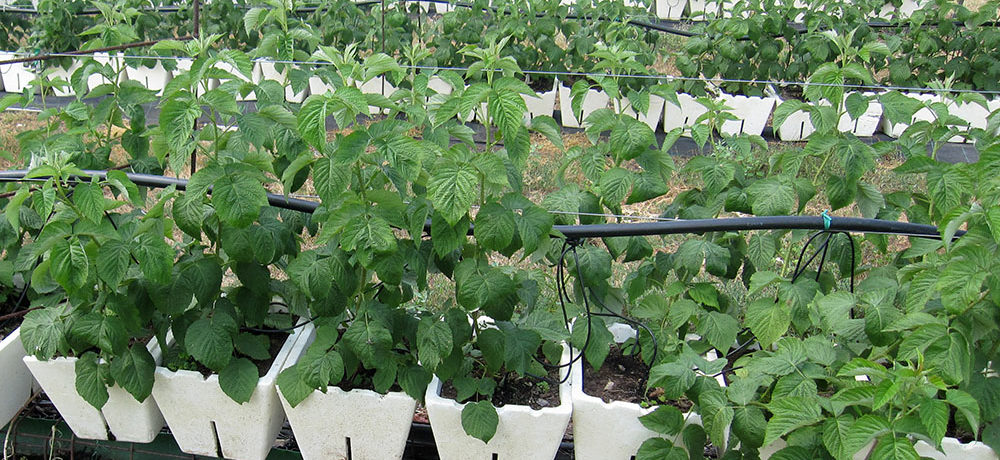 Sprzedam sadzonki malin