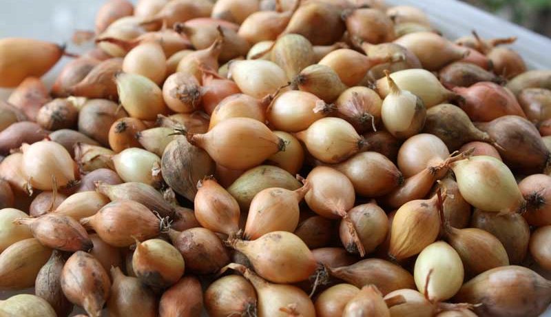 Sturon fajtájú hagymakészletek