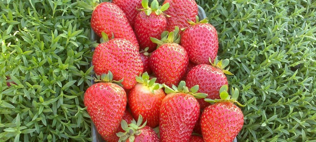 Strawberries in a box