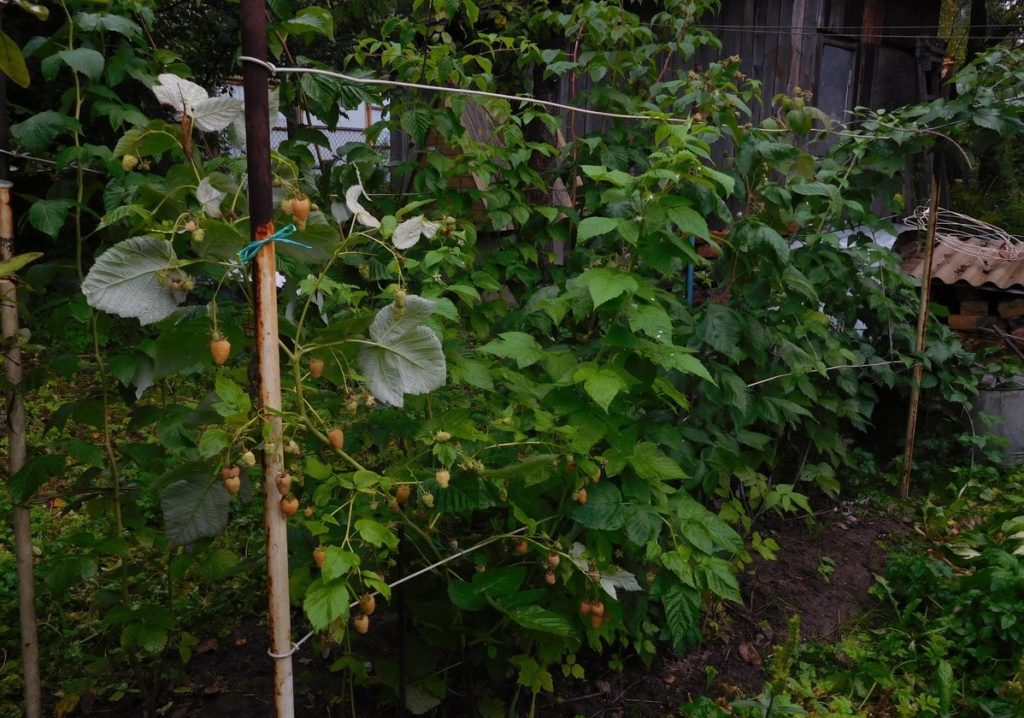 정원에 묶인 라즈베리