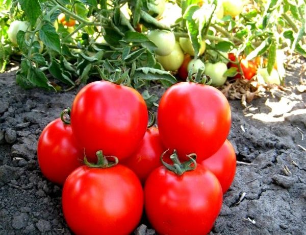 Paradicsomszüret a kertben