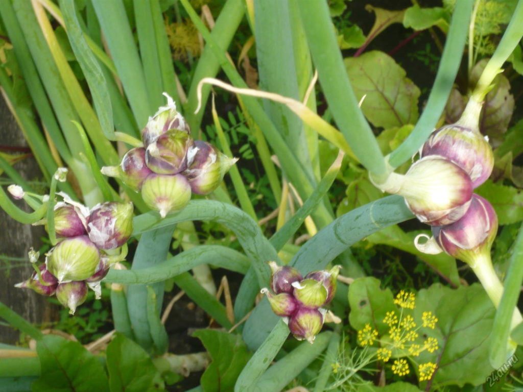 Daudzpakāpju sīpoli dārzā Daudzpakāpju sīpoli dārzā