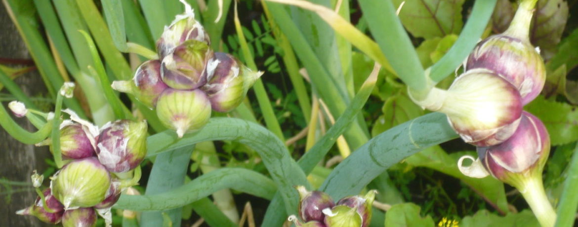 Többszintes hagyma a kertben