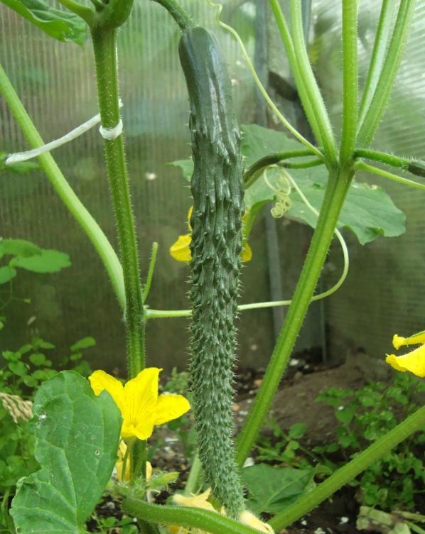 Šķirne "Emerald Stream" Šķirne "Emerald Stream"