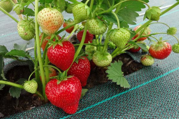 Zemeņu šķirne Sonata Zemeņu šķirne Sonata