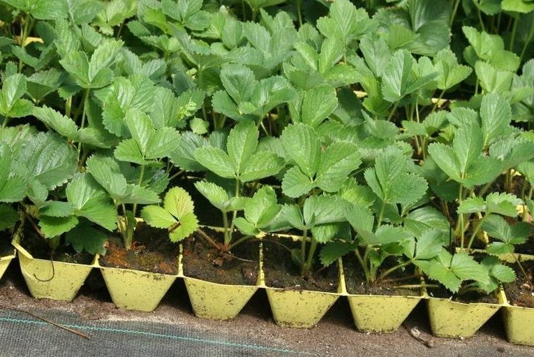 Zemeņu stādi stādīšanai Zemeņu stādi stādīšanai