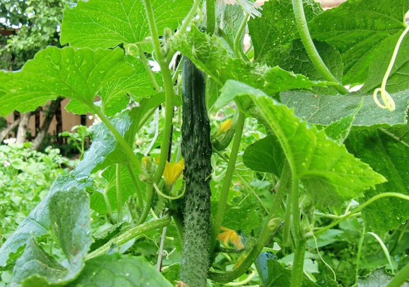 Šķirne "Ķīniešu brīnums" Šķirne "Ķīniešu brīnums"