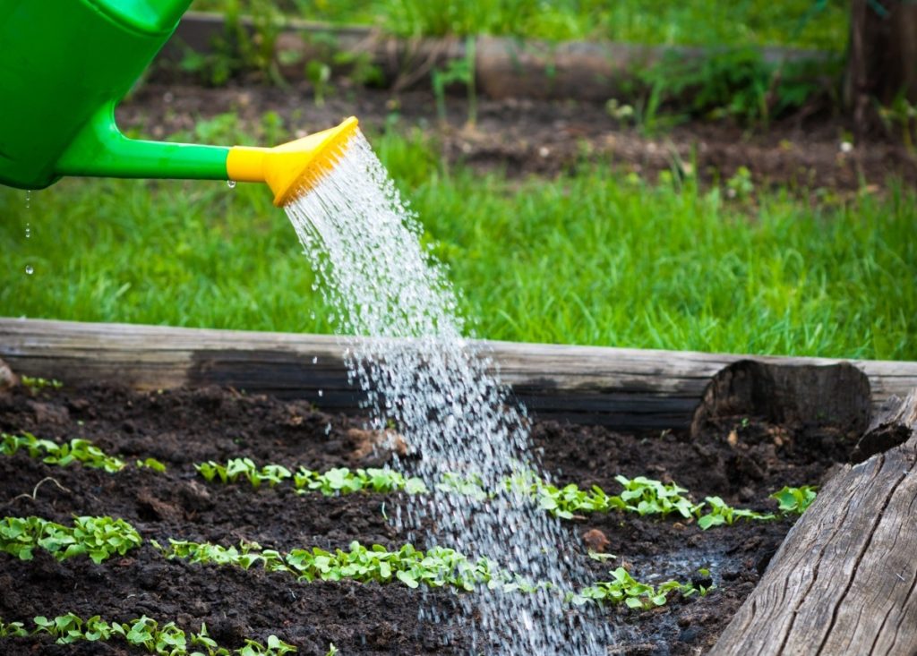 Burkānu stādu laistīšana