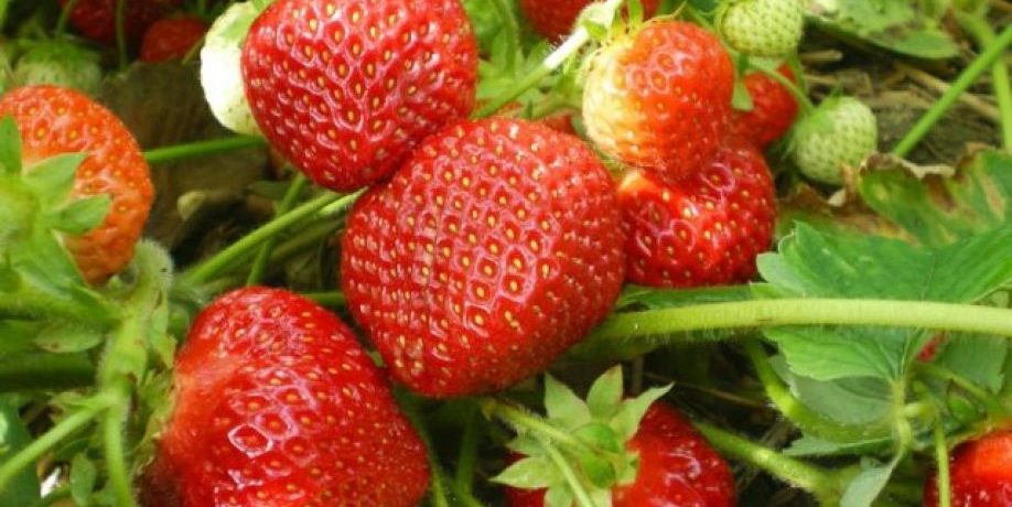 ผลสตรอเบอร์รี่ในใบ