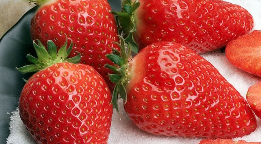 Сорт ягоди Алба