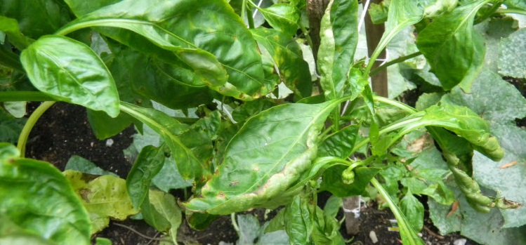 أوراق ملتوية على الفلفل الحلو أوراق ملتوية على الفلفل الحلو