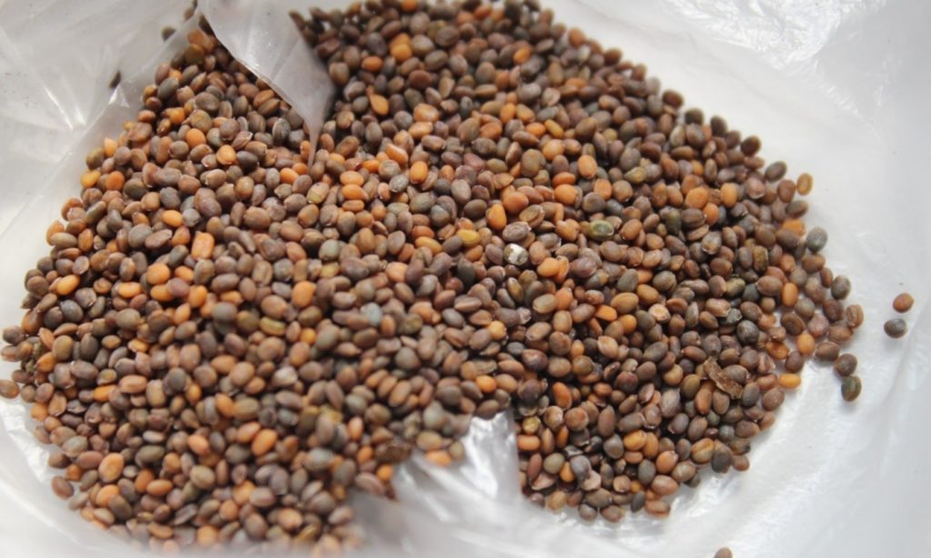 Rukolas sēklas stādīšanai