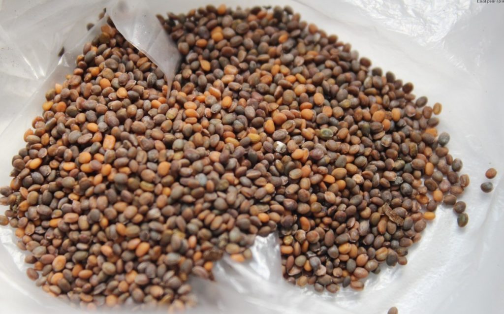 Rukolas sēklas uz galda