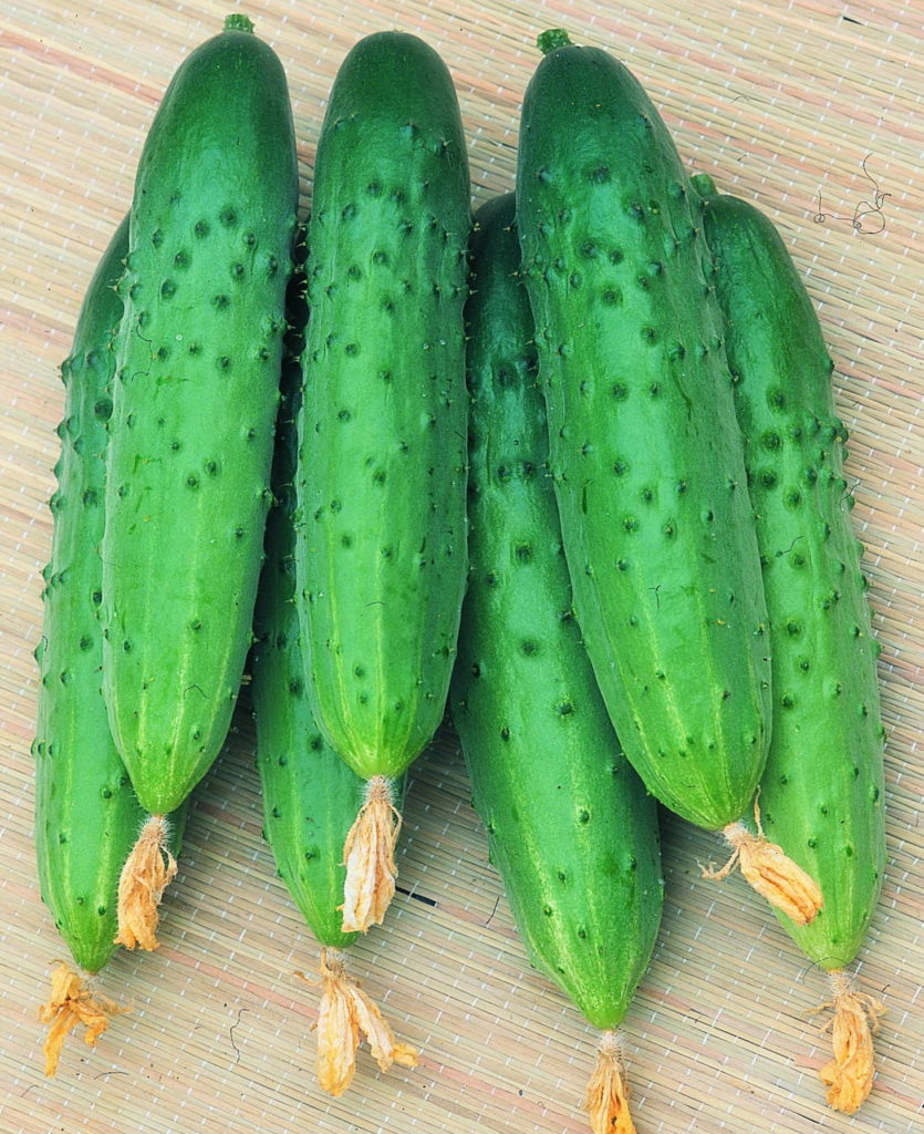 Cucumber hybrid "Arina"