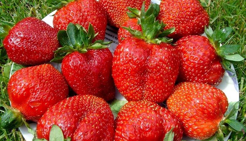 Large fruits of the Queen Elizabeth strawberry variety