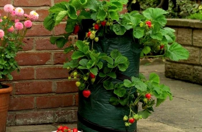 Growing strawberries in bags using the Dutch method