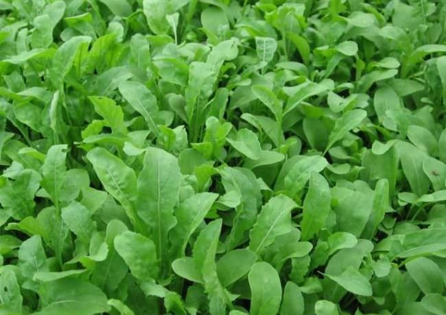 Rukola odmiana "Dikovina"