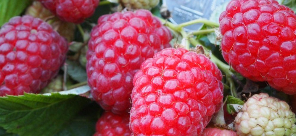 Délice en cascade de framboises