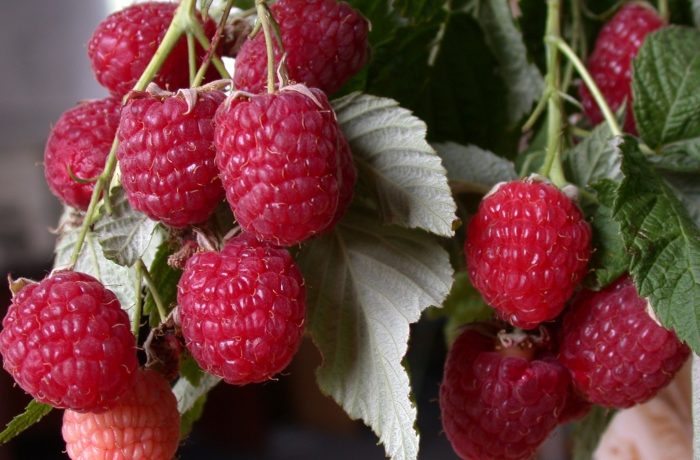 Raspberry berries of the "Monomakh's Cap" variety