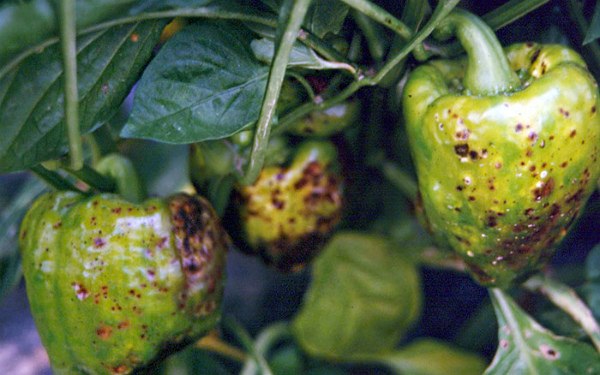 Papriku plankumainā vīšanas slimība