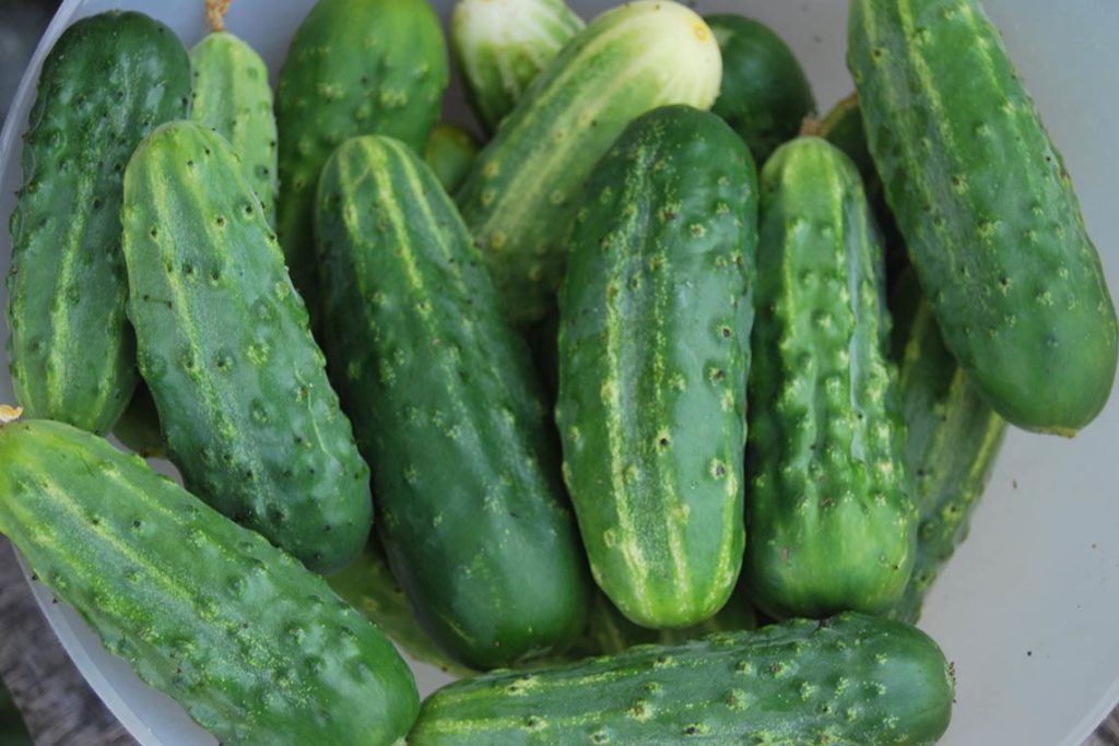 Cucumber "Far Eastern 27"