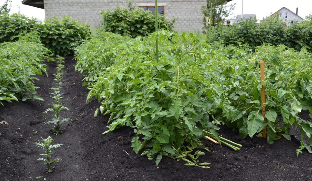 Pauguraini tomātu krūmi