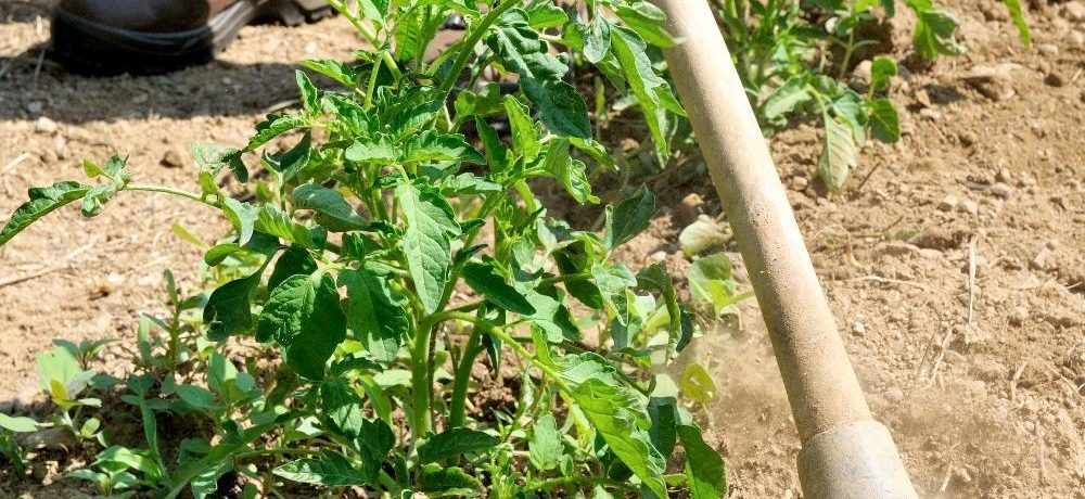 A paradicsom lerakásának folyamata