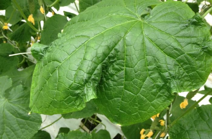 The leaves of cucumbers in the greenhouse are drying out.