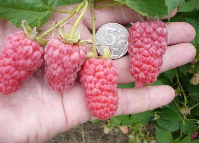 Raspberry berries "Ispolin"