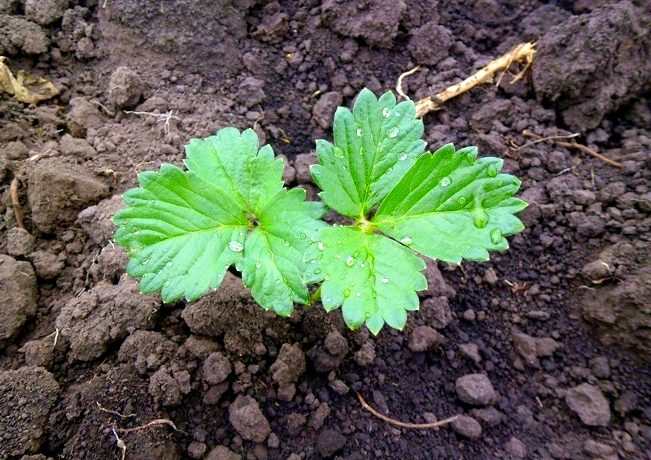 การปลูกสตรอเบอร์รี่ในพื้นที่โล่ง