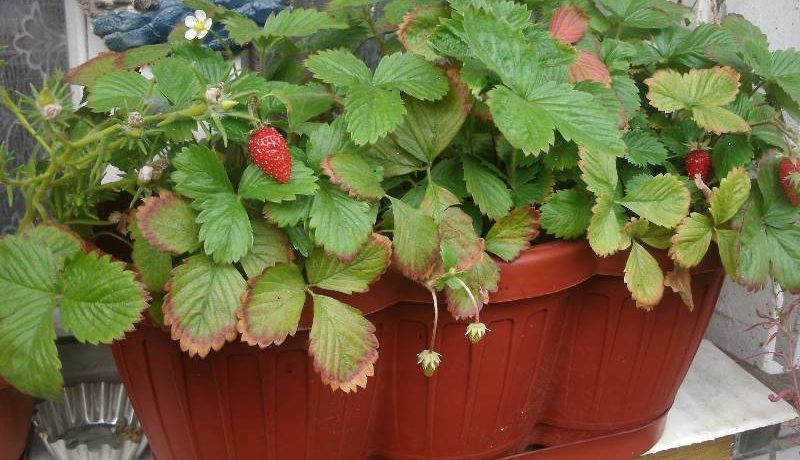 การปลูกสตรอเบอร์รี่ในกระถาง