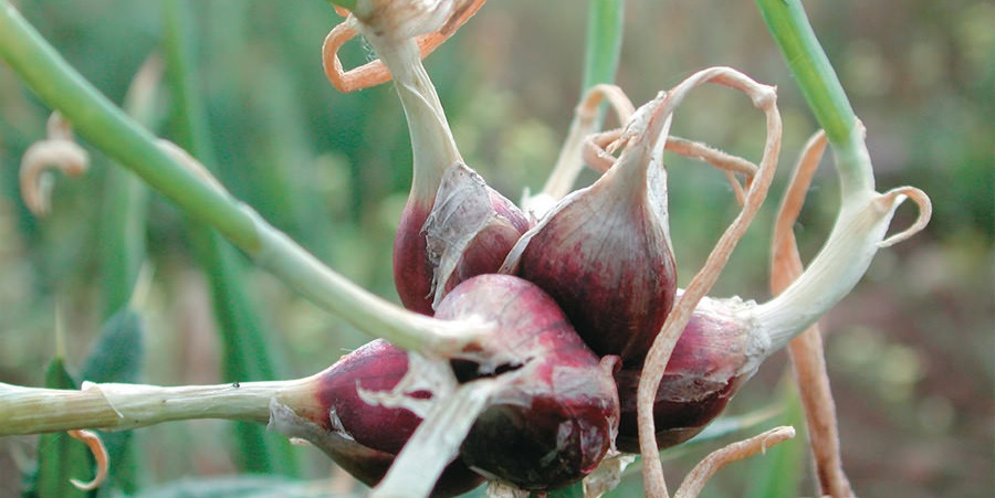 Daudzpakāpju priekšgala izskats Daudzpakāpju priekšgala izskats