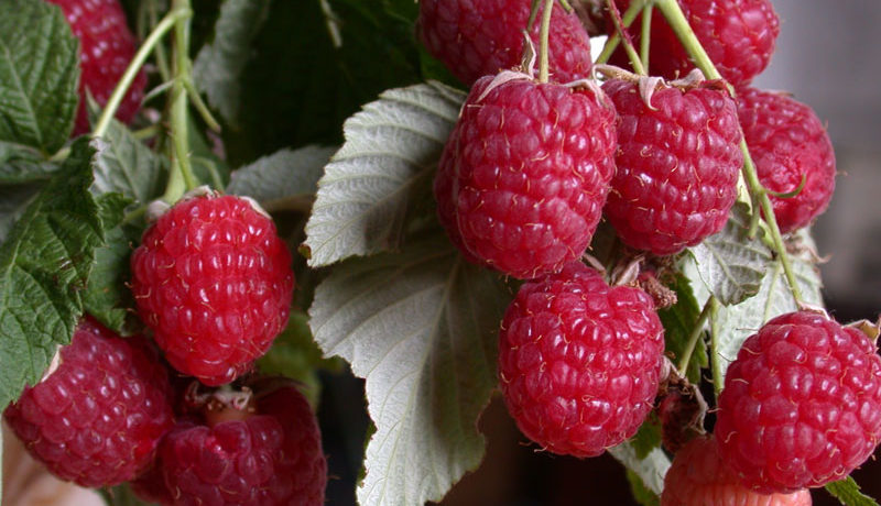 Odmiana maliny 'Babye Leto' na gałęzi