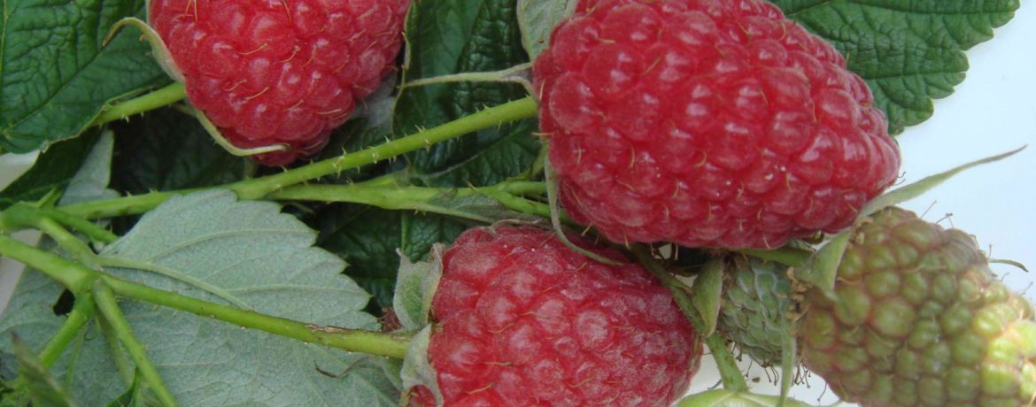 Brusvyana šķirnes ogas