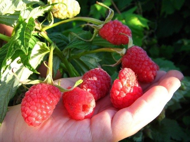 Raspberries "Beauty of Russia" on the hand