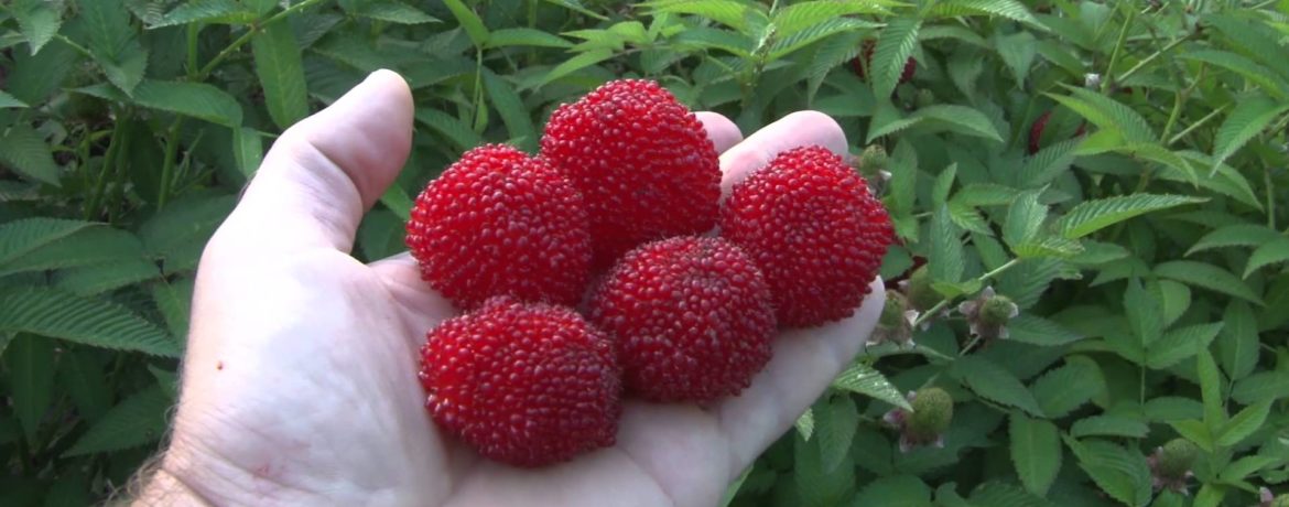 Wygląd maliny tybetańskiej