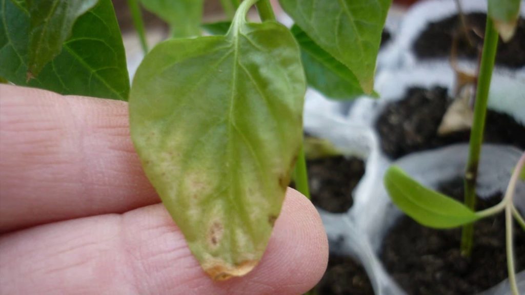 ورقة نبات مصابة ورقة نبات مصابة