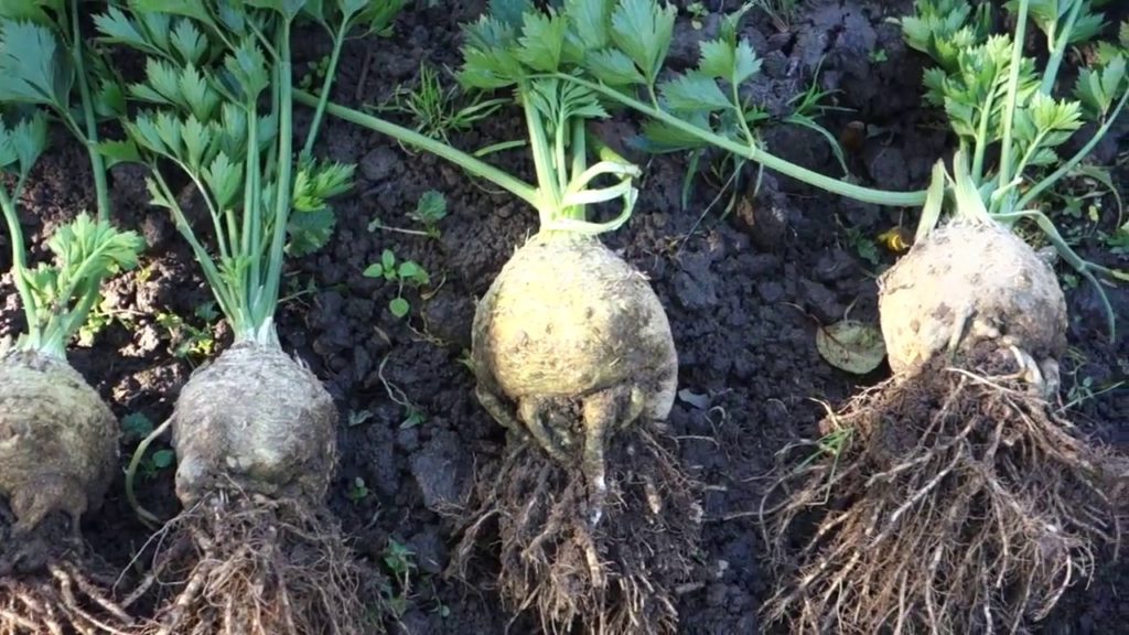 Selerijas galviņu izvēle