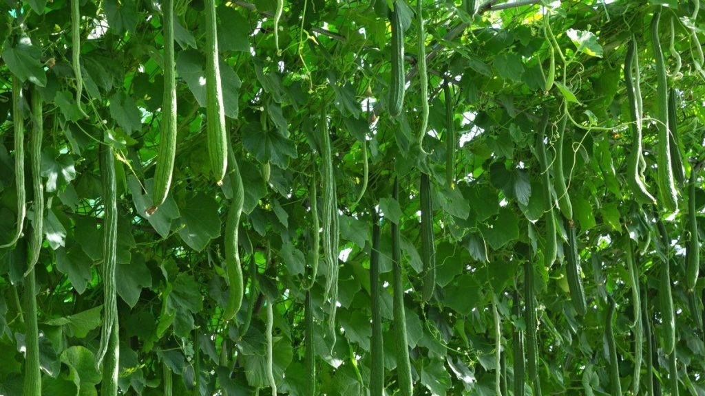 Cucumbers of the Chinese F1 variety hang down from the vines