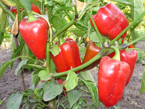 A "Bogatyr" egyfajta kaliforniai paprika.