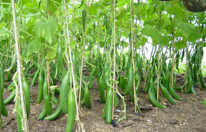 Ķīniešu gurķu dobe